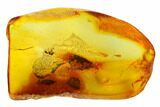 Fossil Ant (Formicidae) In Baltic Amber #150724-3